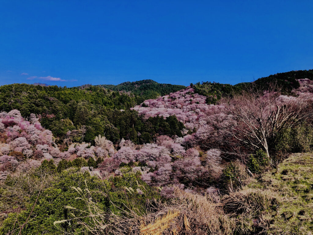 吉野山,大峰連山,奈良,桜名所,吉野熊野国立公園, 下千本,中千本,上千本,白山桜,