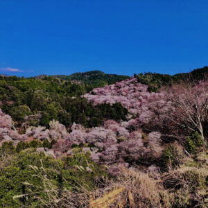 吉野山,大峰連山,奈良,桜名所,吉野熊野国立公園, 下千本,中千本,上千本,白山桜,