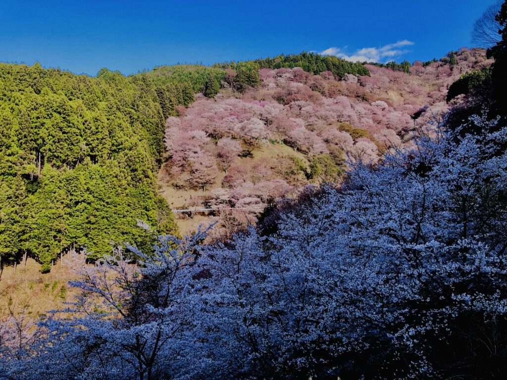 吉野山,大峰連山,奈良,桜名所,吉野熊野国立公園, 下千本,中千本,上千本,白山桜,