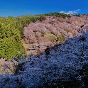 吉野山,大峰連山,奈良,桜名所,吉野熊野国立公園, 下千本,中千本,上千本,白山桜,