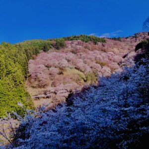 吉野山,大峰連山,奈良,桜名所,吉野熊野国立公園, 下千本,中千本,上千本,白山桜,