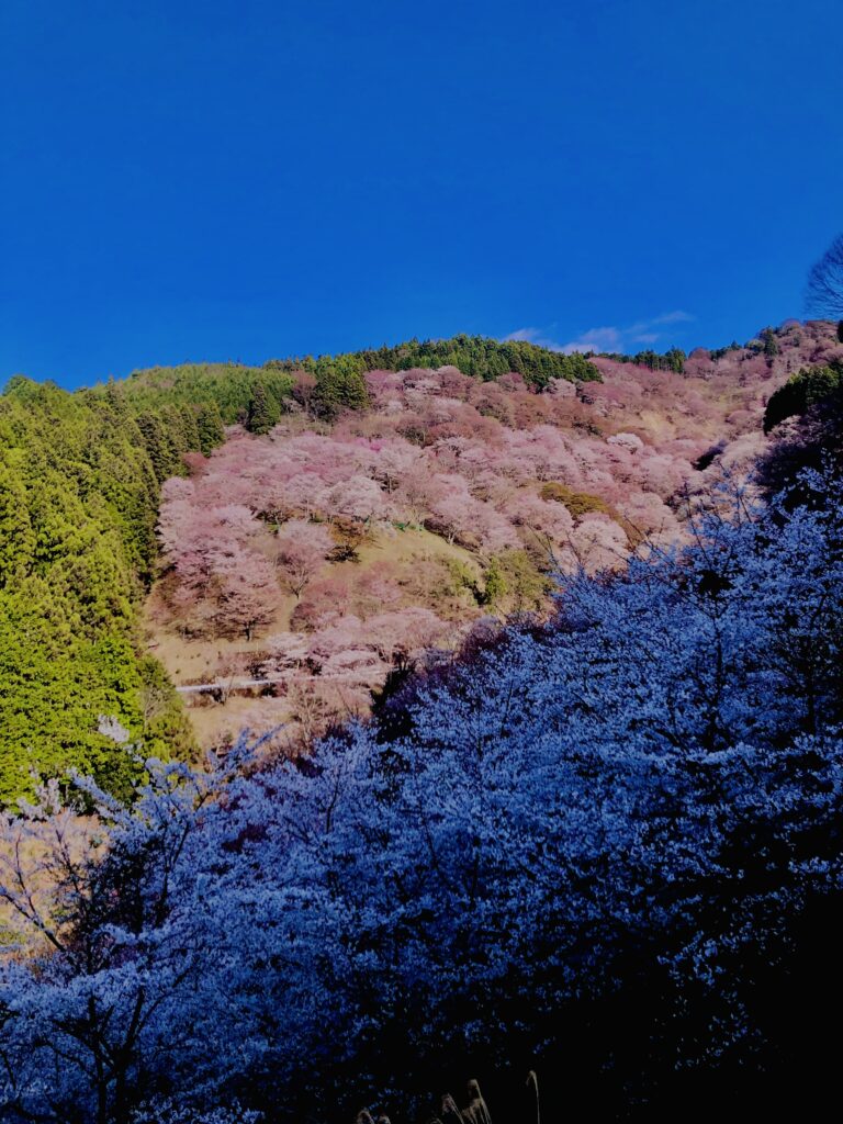 吉野山,大峰連山,奈良,桜名所,吉野熊野国立公園, 下千本,中千本,上千本,白山桜,
