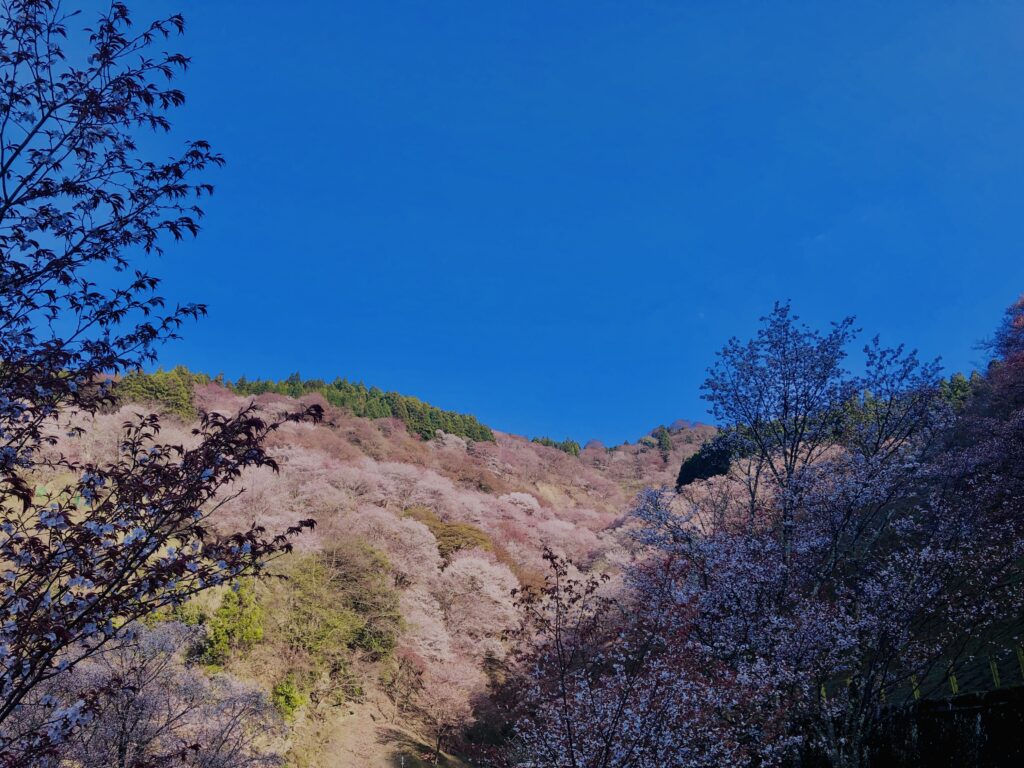 吉野山,大峰連山,奈良,桜名所,吉野熊野国立公園, 下千本,中千本,上千本,白山桜,