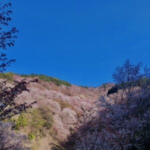 吉野山,大峰連山,奈良,桜名所,吉野熊野国立公園, 下千本,中千本,上千本,白山桜,