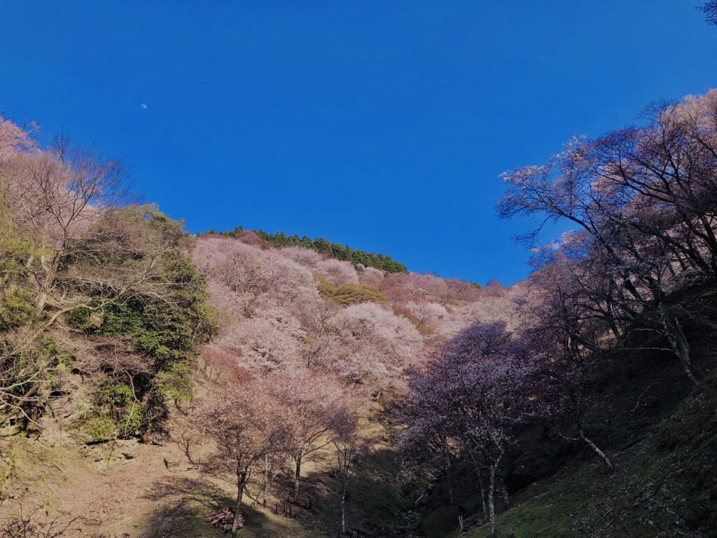 吉野山,大峰連山,奈良,桜名所,吉野熊野国立公園, 下千本,中千本,上千本,白山桜,