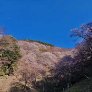 吉野山,大峰連山,奈良,桜名所,吉野熊野国立公園, 下千本,中千本,上千本,白山桜,