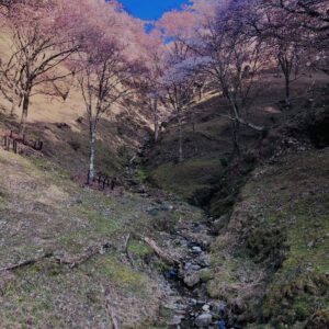 吉野山,大峰連山,奈良,桜名所,吉野熊野国立公園, 下千本,中千本,上千本,白山桜,