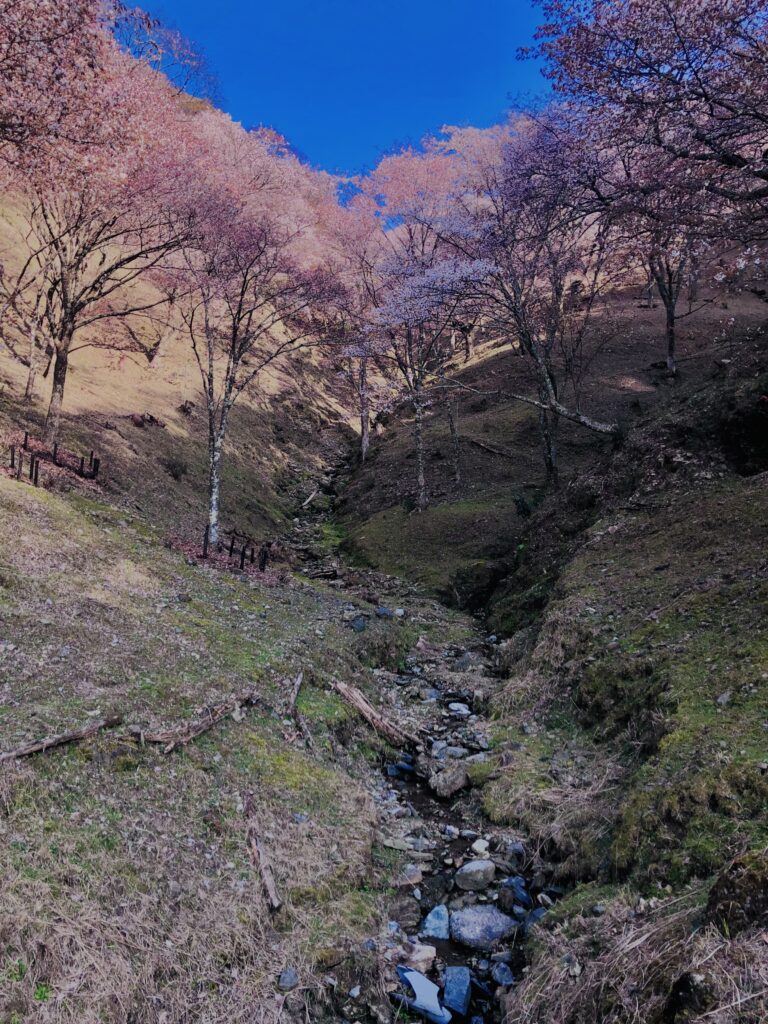 吉野山,大峰連山,奈良,桜名所,吉野熊野国立公園, 下千本,中千本,上千本,白山桜,