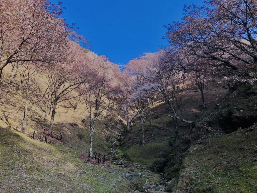 吉野山,大峰連山,奈良,桜名所,吉野熊野国立公園, 下千本,中千本,上千本,白山桜,