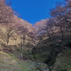 吉野山,大峰連山,奈良,桜名所,吉野熊野国立公園, 下千本,中千本,上千本,白山桜,