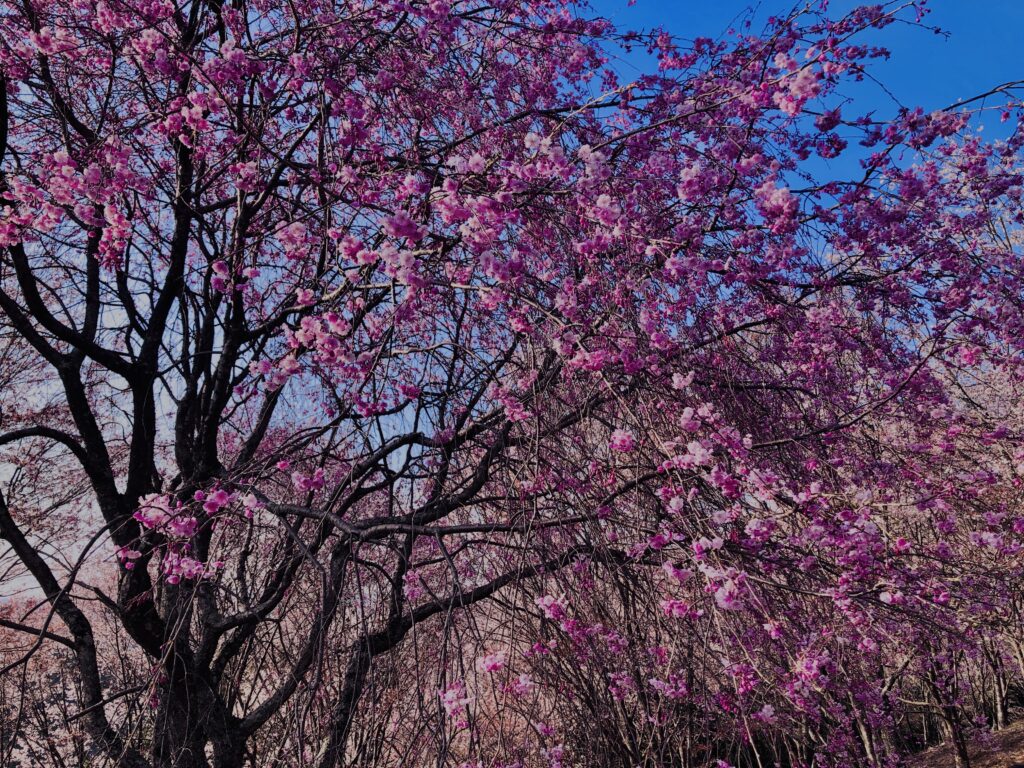 吉野山,大峰連山,奈良,桜名所,吉野熊野国立公園, 下千本,中千本,上千本,白山桜,