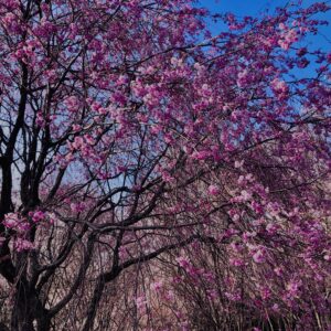吉野山,大峰連山,奈良,桜名所,吉野熊野国立公園, 下千本,中千本,上千本,白山桜,