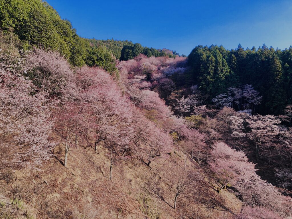 吉野山,大峰連山,奈良,桜名所,吉野熊野国立公園, 下千本,中千本,上千本,白山桜,