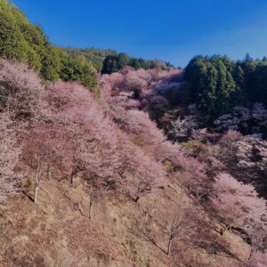 吉野山,大峰連山,奈良,桜名所,吉野熊野国立公園, 下千本,中千本,上千本,白山桜,