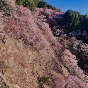 吉野山,大峰連山,奈良,桜名所,吉野熊野国立公園, 下千本,中千本,上千本,白山桜,
