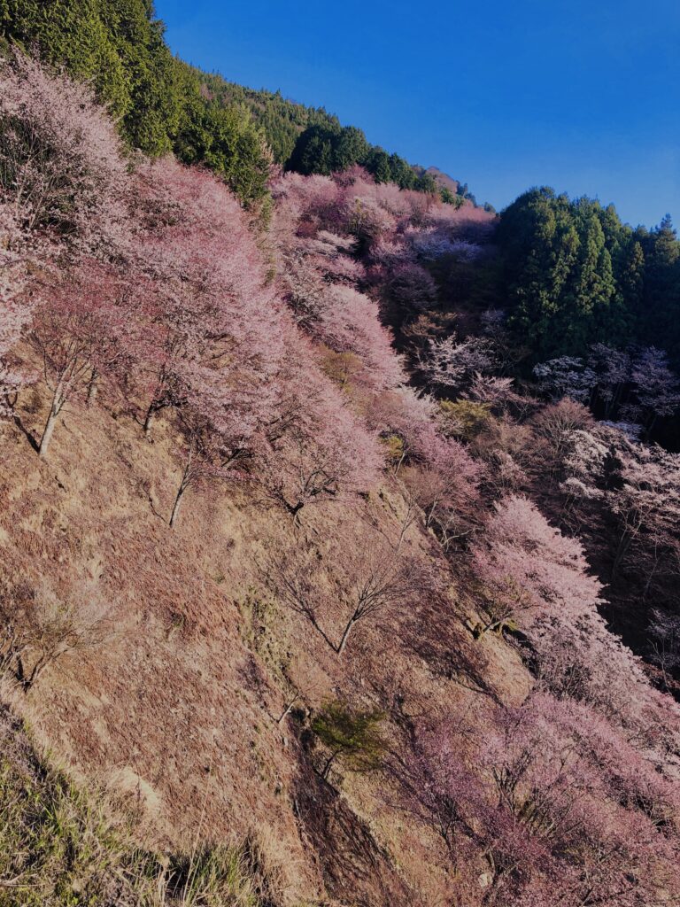 吉野山,大峰連山,奈良,桜名所,吉野熊野国立公園, 下千本,中千本,上千本,白山桜,