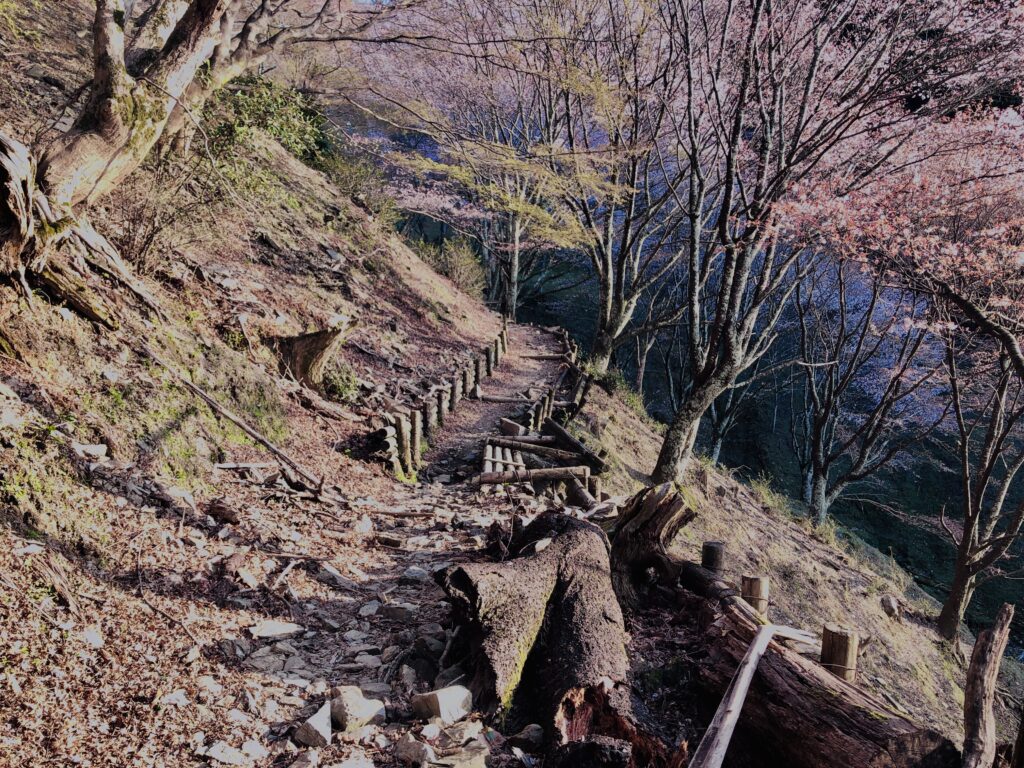 吉野山,大峰連山,奈良,桜名所,吉野熊野国立公園, 下千本,中千本,上千本,白山桜,