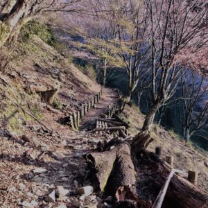 吉野山,大峰連山,奈良,桜名所,吉野熊野国立公園, 下千本,中千本,上千本,白山桜,