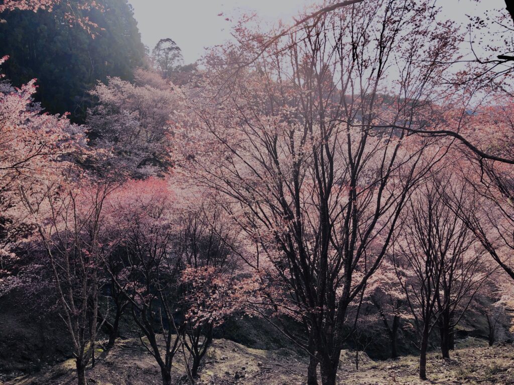 吉野山,大峰連山,奈良,桜名所,吉野熊野国立公園, 下千本,中千本,上千本,白山桜,