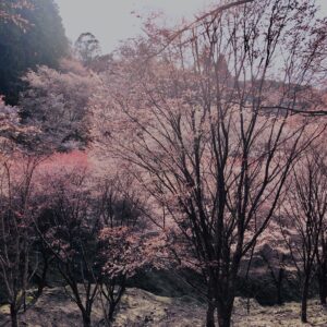 吉野山,大峰連山,奈良,桜名所,吉野熊野国立公園, 下千本,中千本,上千本,白山桜,