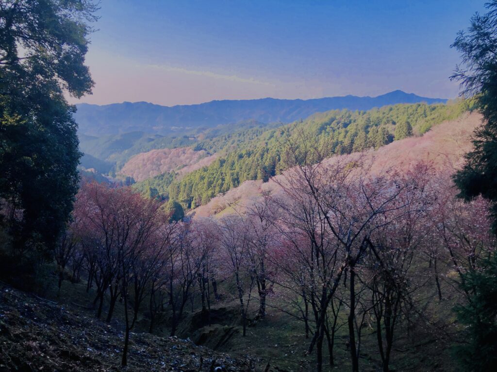 吉野山,大峰連山,奈良,桜名所,吉野熊野国立公園, 下千本,中千本,上千本,白山桜,