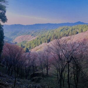 吉野山,大峰連山,奈良,桜名所,吉野熊野国立公園, 下千本,中千本,上千本,白山桜,
