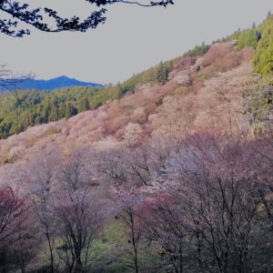 吉野山,大峰連山,奈良,桜名所,吉野熊野国立公園, 下千本,中千本,上千本,白山桜,