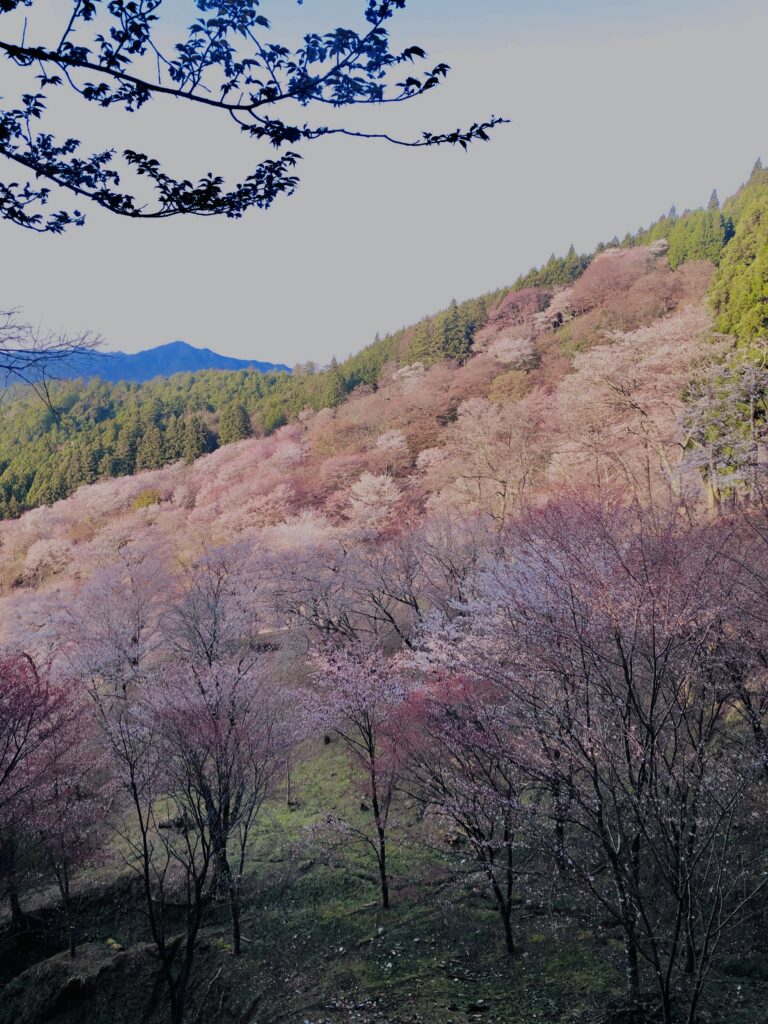 吉野山,大峰連山,奈良,桜名所,吉野熊野国立公園, 下千本,中千本,上千本,白山桜,