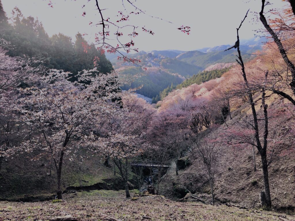 吉野山,大峰連山,奈良,桜名所,吉野熊野国立公園, 下千本,中千本,上千本,白山桜,