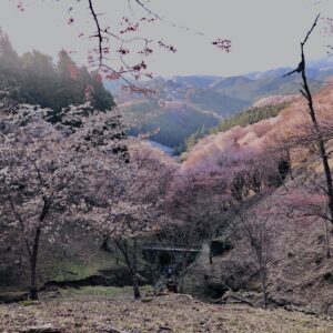 吉野山,大峰連山,奈良,桜名所,吉野熊野国立公園, 下千本,中千本,上千本,白山桜,
