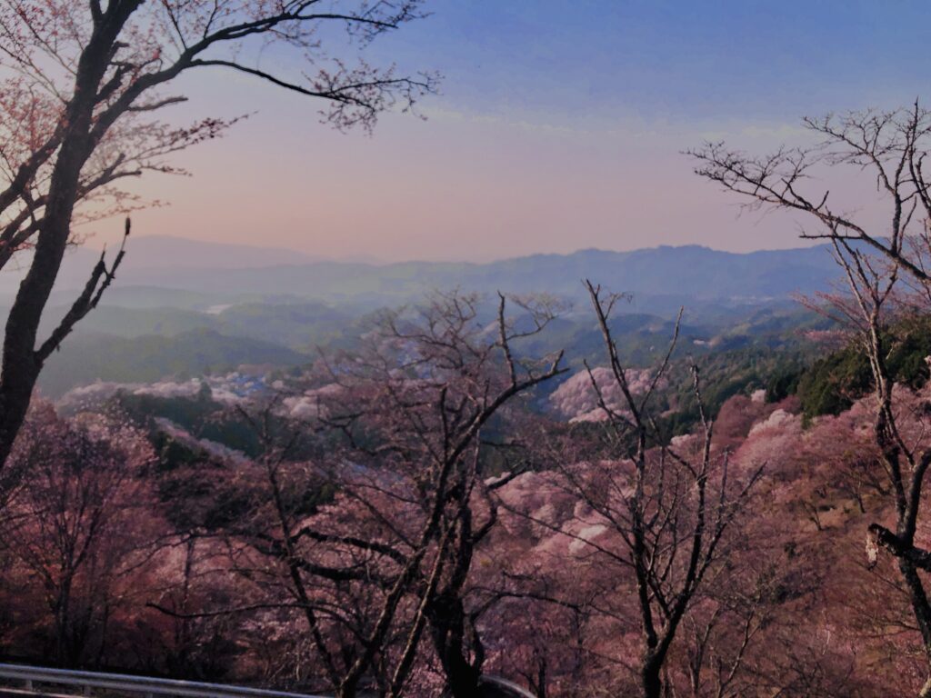 吉野山,大峰連山,奈良,桜名所,吉野熊野国立公園, 下千本,中千本,上千本,白山桜,
