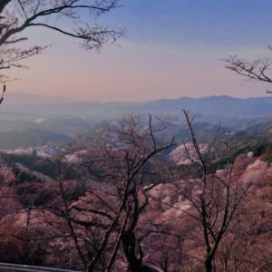 吉野山,大峰連山,奈良,桜名所,吉野熊野国立公園, 下千本,中千本,上千本,白山桜,