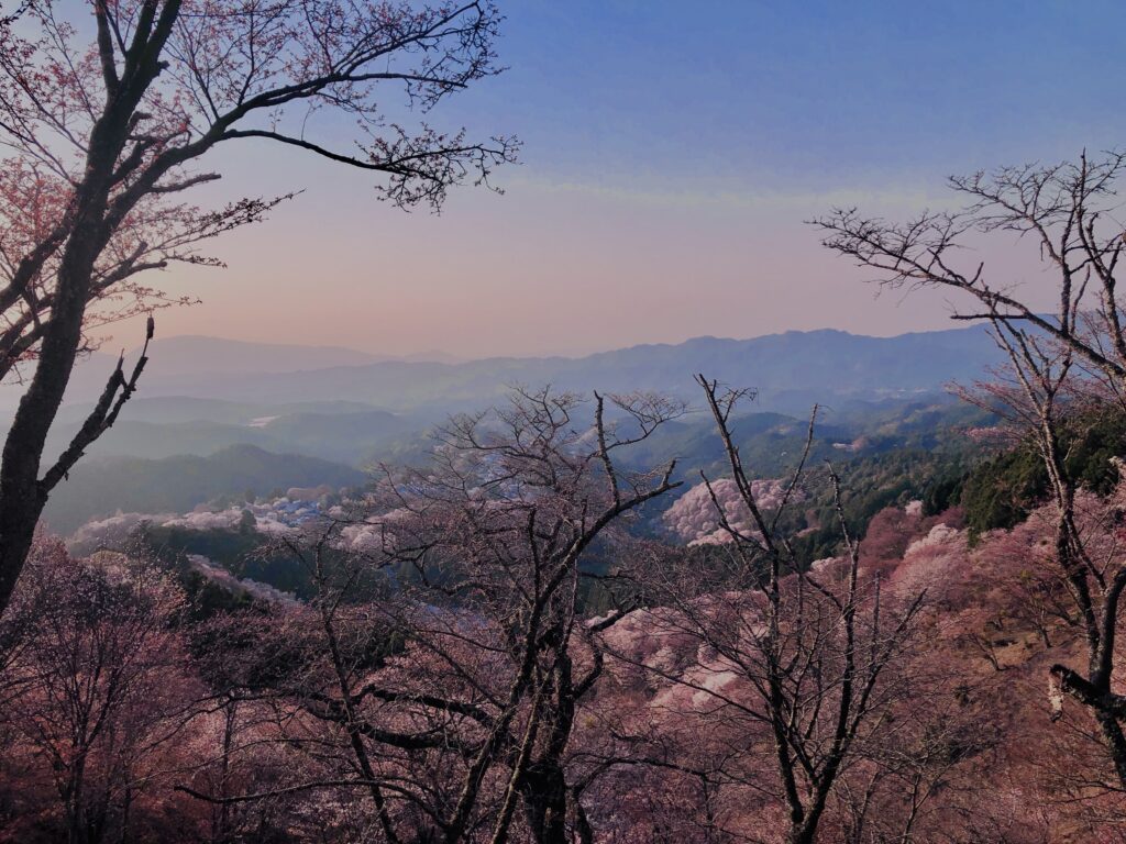 吉野山,大峰連山,奈良,桜名所,吉野熊野国立公園, 下千本,中千本,上千本,白山桜,