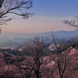 吉野山,大峰連山,奈良,桜名所,吉野熊野国立公園, 下千本,中千本,上千本,白山桜,