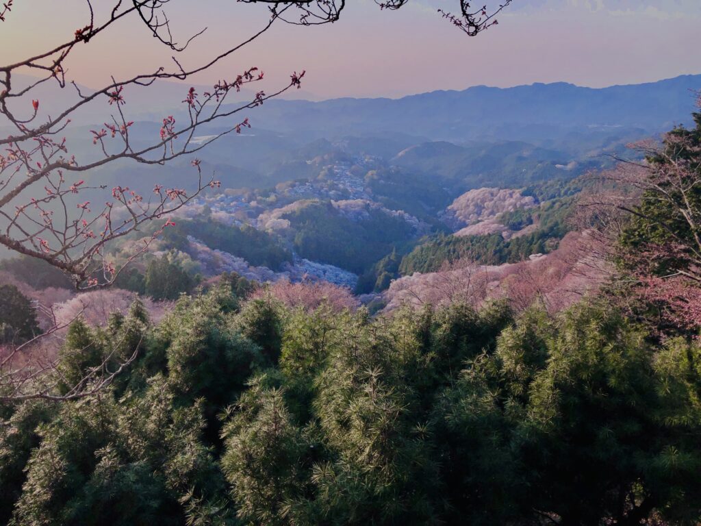吉野山,大峰連山,奈良,桜名所,吉野熊野国立公園, 下千本,中千本,上千本,白山桜,