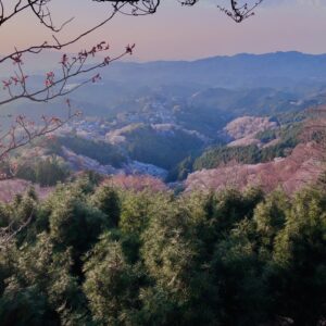 吉野山,大峰連山,奈良,桜名所,吉野熊野国立公園, 下千本,中千本,上千本,白山桜,