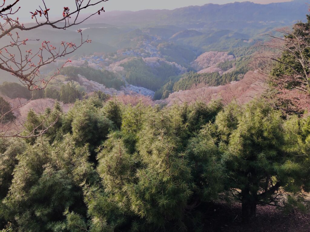 吉野山,大峰連山,奈良,桜名所,吉野熊野国立公園, 下千本,中千本,上千本,白山桜,