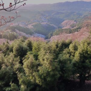 吉野山,大峰連山,奈良,桜名所,吉野熊野国立公園, 下千本,中千本,上千本,白山桜,
