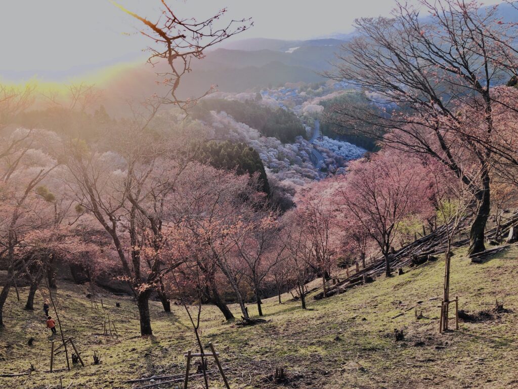 吉野山,大峰連山,奈良,桜名所,吉野熊野国立公園, 下千本,中千本,上千本,白山桜,