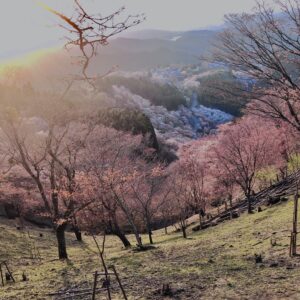吉野山,大峰連山,奈良,桜名所,吉野熊野国立公園, 下千本,中千本,上千本,白山桜,