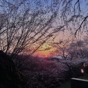 吉野山,大峰連山,奈良,桜名所,吉野熊野国立公園, 下千本,中千本,上千本,白山桜,