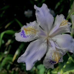 シャガ,アヤメ,花びら, 花盛り, 花咲く, 花壇, 花畑,