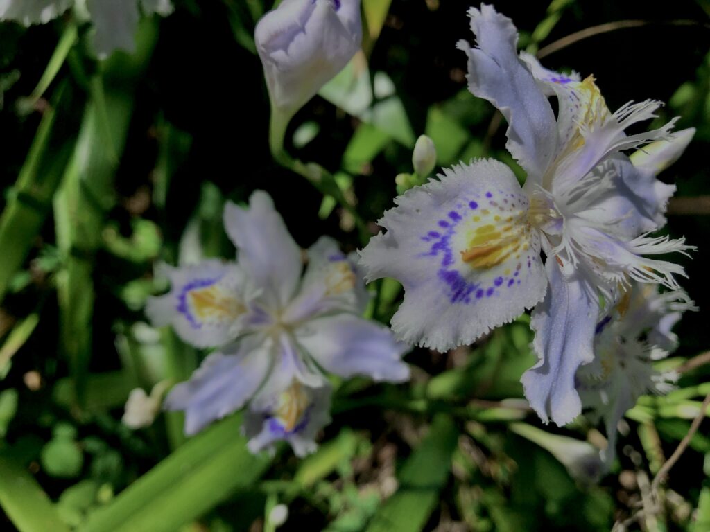 シャガ,アヤメ,花びら, 花盛り, 花咲く, 花壇, 花畑,