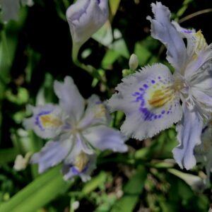シャガ,アヤメ,花びら, 花盛り, 花咲く, 花壇, 花畑,