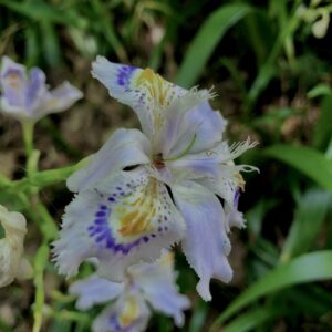 シャガ,アヤメ,花びら, 花盛り, 花咲く, 花壇, 花畑,
