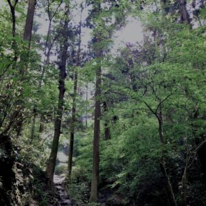 高尾山口,トレッキング,高尾,八王子,手軽な山,日帰り登山,東京の山,初心者向けの山,