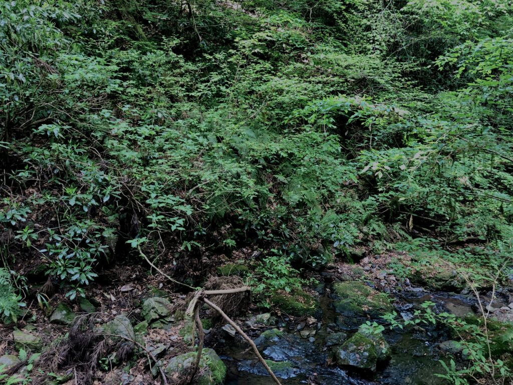 高尾山口,トレッキング,高尾,八王子,手軽な山,日帰り登山,東京の山,初心者向けの山,