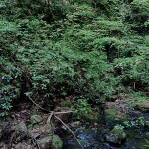 高尾山口,トレッキング,高尾,八王子,手軽な山,日帰り登山,東京の山,初心者向けの山,