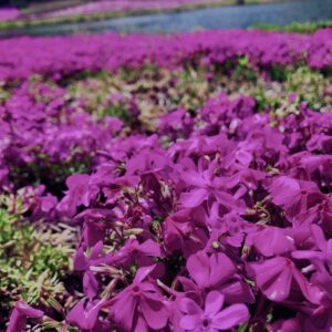 富士,山梨県,芝桜,ハナツメクサ,モスフロックス,花見,春,絶景,風景,