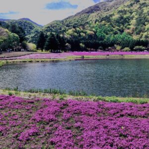 富士,山梨県,芝桜,ハナツメクサ,モスフロックス,花見,春,絶景,風景,